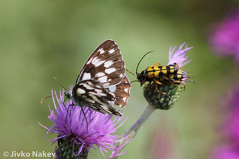 Marbled White Buitterfly - Melanargia galathea Marbled White Buitterfly - Melanargia galathea and Ruptela maculata Bulgaria,Geotagged,Marbled White,Melanargia galathea,butterfly,insect,lepidoptera,long-horned bug,papillon,schmetterling,пеперуда