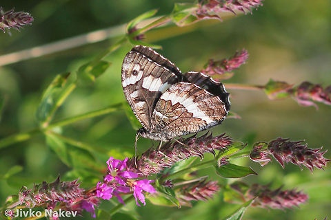 Great Banded Grayling Butterfly - Brintesia circe Great Banded Grayling Butterfly - Brintesia circe Brintesia circe,Bulgaria,Geotagged,Great Banded Grayling,butterfly,insect,lepidoptera,papillon,schmetterling,пеперуда