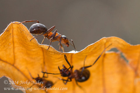 Red Wood Ants  Bulgaria,Formica rufa,Geotagged,ants,formica rufa,formicidae,horse ant,insect,mound,nature,red wood ant,southern wood ant,thatch