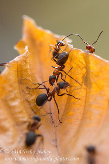 Red Wood Ants Path  Bulgaria,Formica rufa,Geotagged,ants,formica rufa,formicidae,horse ant,insect,mound,nature,red wood ant,southern wood ant,thatch