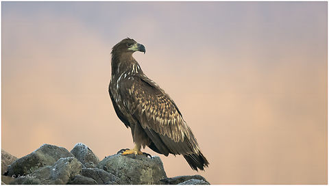 Young White-tailed Eagle - Haliaeetus albicilla I spent 2 days and one night in a hide at about -4 degrees C to photograph vultures. The first day was a complete failure. But on the second day, besides vultures, a jackal, a golden eagle, and unexpectedly this young white-tailed eagle appeared. These eagles nest in neighboring Greece and rarely visit the place, but I was fortunate.  Accipitridae,Accipitriformes,Animalia,Aves,Bird of prey,Bulgaria,Chordata,Europe,Geotagged,Haliaeetus albicilla,Rhodope mountains,White-tailed Eagle,White-tailed eagle,Wildlife,Winter