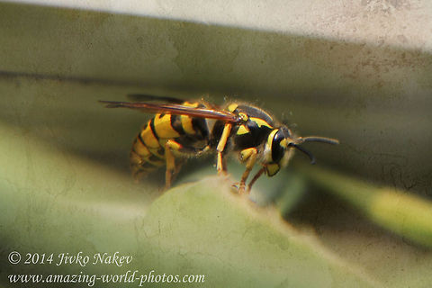 German wasp (Vespula germanica) German Wasp Bulgaria,Geotagged,German wasp,Vespula germanica,insect,nature,vespid,vespula germanica,wasp,yellow jacket,yellowjacket