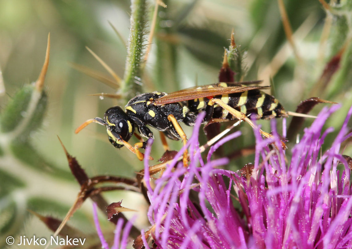 Paper wasp - Polistes dominula Paper wasp - Polistes dominula Bulgaria,European paper wasp,Geotagged,Polistes dominula,insect,paper wasp,polistes dominula