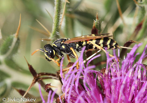 Paper wasp - Polistes dominula Paper wasp - Polistes dominula Bulgaria,European paper wasp,Geotagged,Polistes dominula,insect,paper wasp,polistes dominula
