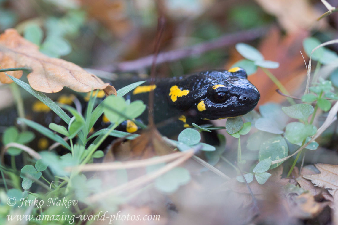 Fire Salamander Amphibian  Animals,Bulgaria,Fire Salamander,Geotagged,Salamandra salamandra,amphibian,caudata,fire salamander,lizard-like,moist skin,salamander,salamandra salamandra,spotted,vertebrates,yellow and black