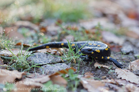 Fire Salamander Fog Droplets  Animals,Bulgaria,Fire Salamander,Geotagged,Salamandra salamandra,amphibian,caudata,fire salamander,lizard-like,moist skin,salamander,salamandra salamandra,spotted,vertebrates,yellow and black