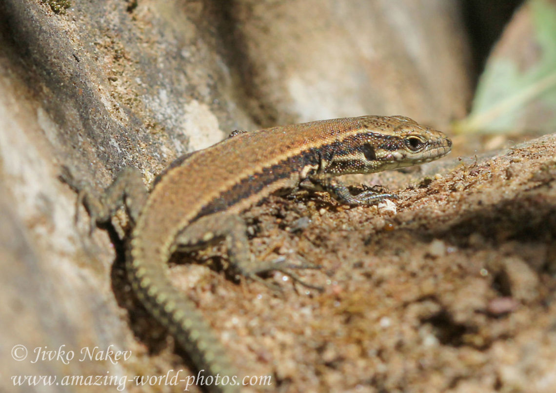Forest Lizard Forest lizard - Lacerta praticola Animals,Bulgaria,Darevskia praticola,Geotagged,Meadow Lizard,brown lizard,darevskia praticola,forest lizard,lazerta praticola,lizard,reptile