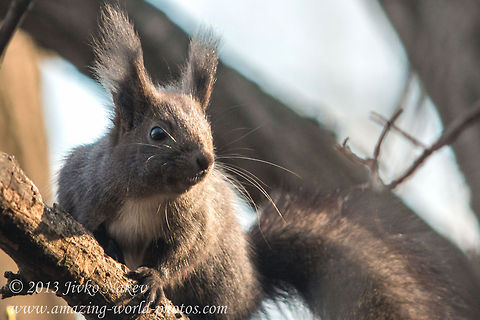 Red Squirrel (Sciurus vulgaris)  Bulgaria,Geotagged,Red Squirrel,Sciurus vulgaris,mammals,omnivorous,red squirrel,rodent,tree squirrel