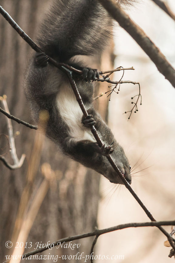 Red Squirrel (Sciurus vulgaris)  Bulgaria,Geotagged,Red Squirrel,Sciurus vulgaris,mammals,omnivorous,red squirrel,rodent,tree squirrel