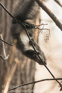 Red Squirrel (Sciurus vulgaris)  Bulgaria,Geotagged,Red Squirrel,Sciurus vulgaris,mammals,omnivorous,red squirrel,rodent,tree squirrel