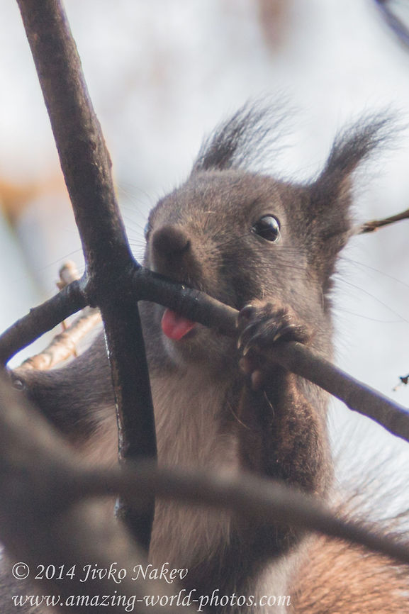 Sweet Dew  Animals,Bulgaria,Geotagged,Red Squirrel,Sciurus vulgaris,apple,mammals,nature,omnivorous,red squirrel,rodent,tree squirrel