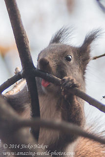 Sweet Dew  Animals,Bulgaria,Geotagged,Red Squirrel,Sciurus vulgaris,apple,mammals,nature,omnivorous,red squirrel,rodent,tree squirrel