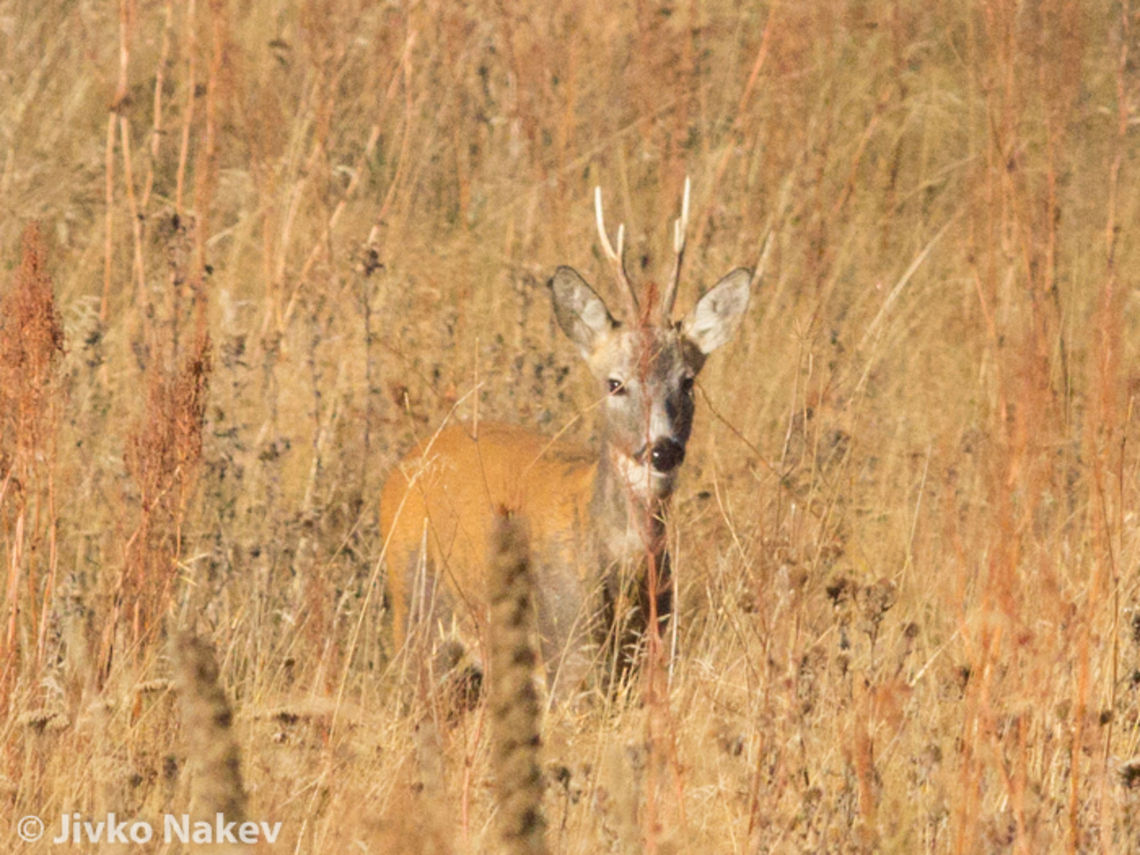 European Roe Deer European Roe Deer Male - Buck Buck,Bulgaria,Capreolus capreolus,Geotagged,Roe deer,chevruil,reh,rehbock