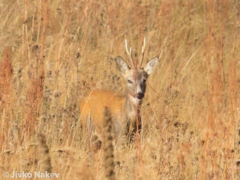 European Roe Deer European Roe Deer Male - Buck Buck,Bulgaria,Capreolus capreolus,Geotagged,Roe deer,chevruil,reh,rehbock
