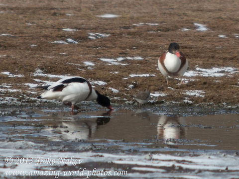 Common Shelduck  Bulgaria,Common Shelduck,Geotagged,Tadorna tadorna,anatidae,bird,common shelduck,duck,tadorna tadorna,waterfowl