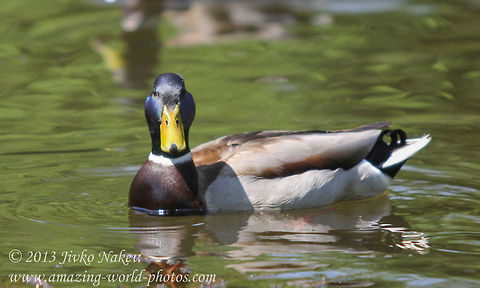 Green-Headed Duck Mallard - Male  Anas platyrhynchos,Bulgaria,Geotagged,Mallard,birds,duck,green-headed duck,mallard,waterfowl,wild duck