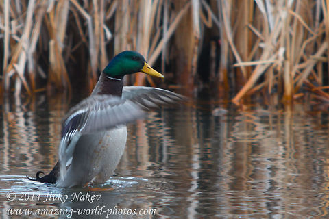 Greetings  Anas platyrhynchos,Bulgaria,Geotagged,Mallard,aves,birds,ducks,green-headed duck,mallard,marsh,reed,waterfowl