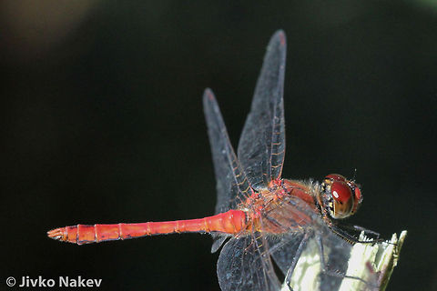 Ruddy Darter Dragonfly - Sympetrum sanguineum Ruddy Darter Dragonfly - Sympetrum sanguineum Bulgaria,Geotagged,Ruddy Darter,Ruddy Darter Dragonfly,Sympetrum sanguineum,insect