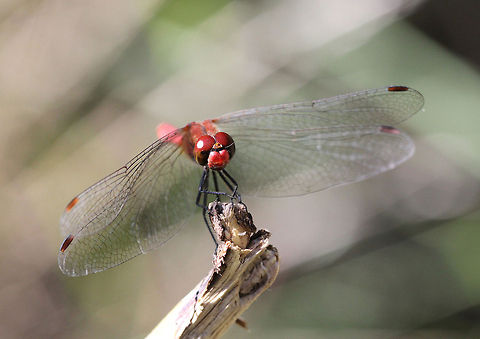 Ruddy Darter Dragonfly  Bulgaria,Geotagged,Ruddy Darter,Ruddy Darter Dragonfly,Sympetrum sanguineum,insect