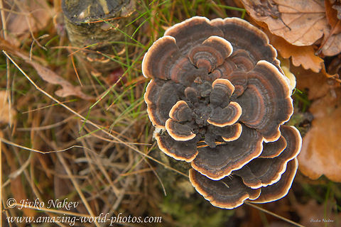 Turkey tail - Bracket mushroom  Geotagged,Germany,Trametes versicolor,Turkey tail,bracket mushroom,fungi,fungus,mushrooms,turkey tail,wood mushroom