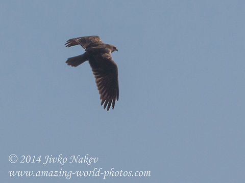 Marsh Harrier Captured at Dragoman Marsh, Western Bulgaria.http://en.wikipedia.org/wiki/Dragoman_marsh Bulgaria,Circus aeruginosus,Dragoman marsh,Geotagged,Western Marsh Harrier,aves,bird,bird of prey,circus aeruginosus,nature,predator
