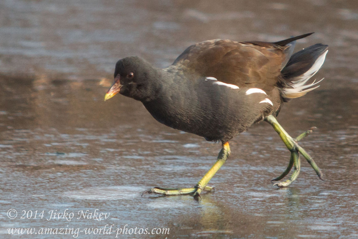 Common Moorhen Gallinula chloropus Captured in Sofia, South park Bulgaria,Common Moorhen,Gallinula chloropus,Geotagged,marsh,marsh hen,moorhen,nature,waterfowl