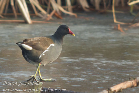 Common Moorhen Gallinula chloropus Captured in Sofia, South park Bulgaria,Common Moorhen,Gallinula chloropus,Geotagged,marsh,marsh hen,nature,waterfowl