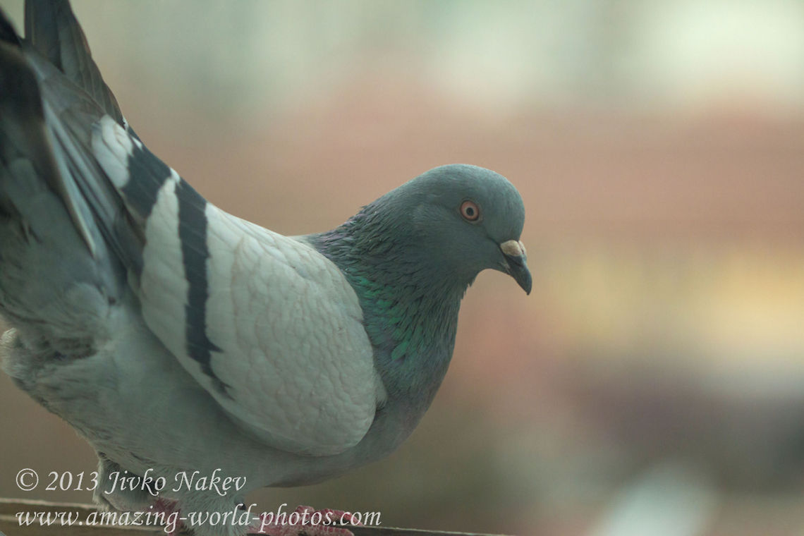 Rock Dove  Bulgaria,Columba livia,Geotagged,Rock Dove,birds,columba livia,domsestic pigeon,dove,feral pigeon,pigeon,rock pigeon