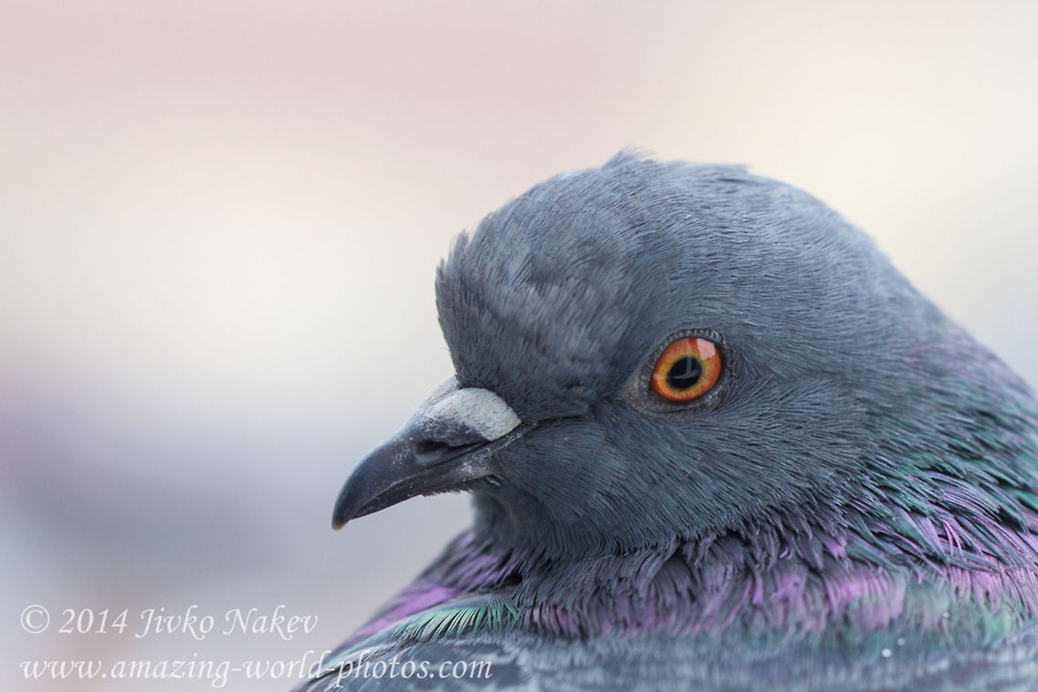 Rock Dove Close Up  Bulgaria,Columba livia,Geotagged,Rock Dove,birds,columba livia,domsestic pigeon,dove,feral pigeon,pigeon,rock pigeon