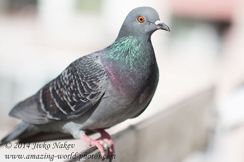 Rock Dove  Bulgaria,Columba livia,Geotagged,Rock Dove,aves,birding,birds,columba livia,domsestic pigeon,dove,feral pigeon,nature,pigeon,rock pigeon