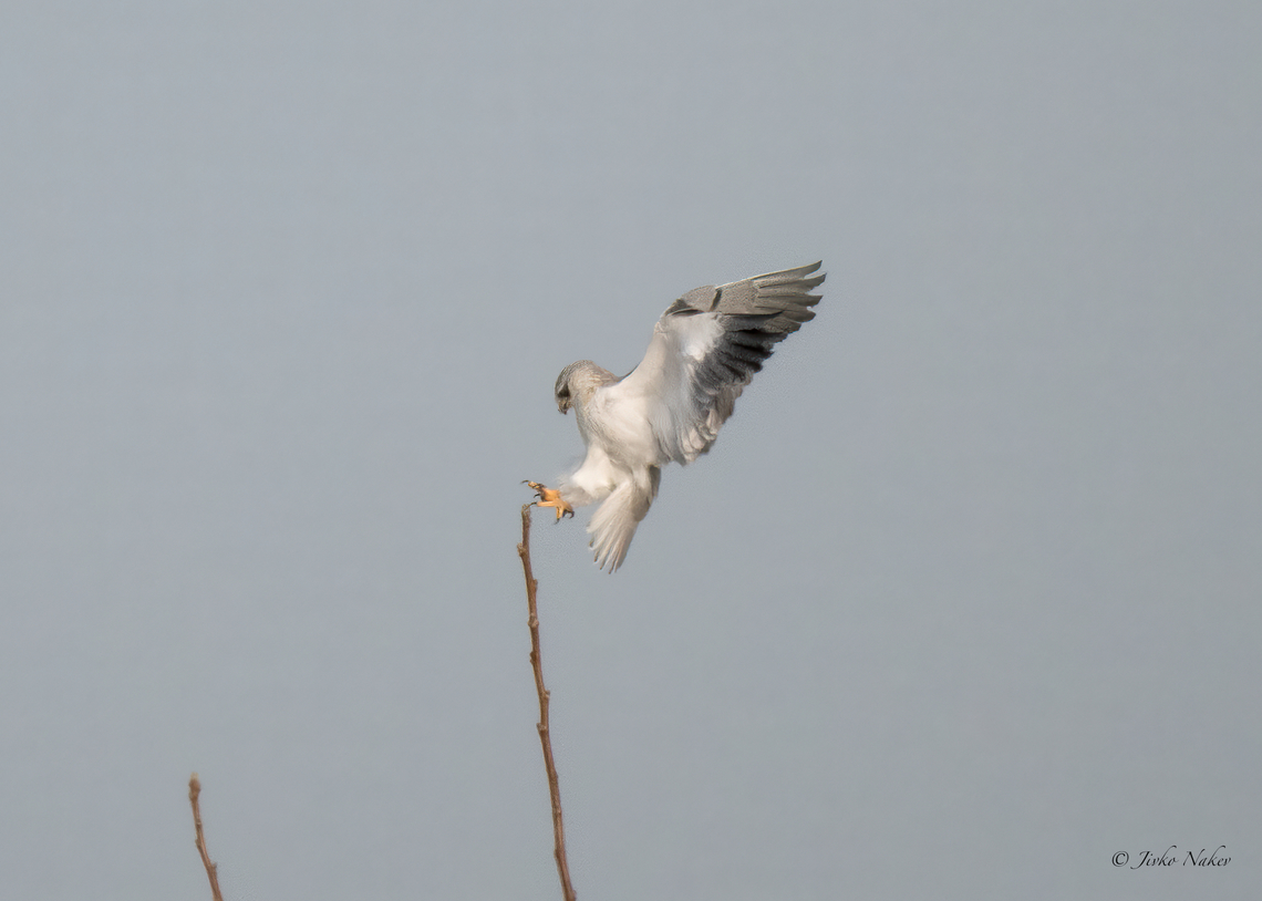 Black-winged Kite - Elanus caeruleus Very rare record in Bulgaria - this is the 13th record for the country. I am glad that I managed to photograph this beautiful bird, although very distant photo. Very shy and doesn't allow close by. I had to travel 2 times 300 km from Sofia to see and photograph it.  Accipitridae,Accipitriformes,Animalia,Aves,Bird of prey,Black-shouldered Kite,Black-winged Kite,Bulgaria,Chordata,Elanus caeruleus,Europe,Geotagged,South-eastern Bulgaria,Wildlife,Winter