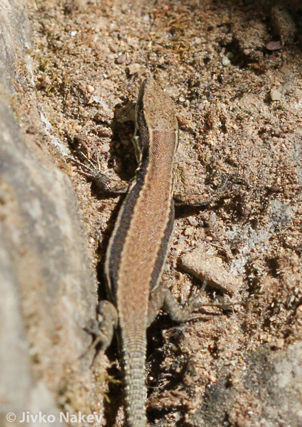 Forest lizard Forest lizard - Lacerta praticola Bulgaria,Darevskia praticola,Geotagged,Meadow Lizard,animals,bulgaria,darevskia praticola,forest lizard,lacerta praticola,meadow lizard,reptile