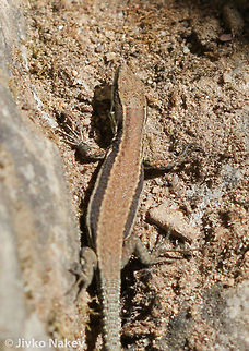 Forest lizard Forest lizard - Lacerta praticola Bulgaria,Darevskia praticola,Geotagged,Meadow Lizard,animals,bulgaria,darevskia praticola,forest lizard,lacerta praticola,meadow lizard,reptile