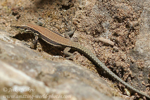 Forest Lizard Forest lizard - Lacerta praticola Animals,Bulgaria,Darevskia praticola,Geotagged,Meadow Lizard,animals,brown lizard,bulgaria,darevskia praticola,forest lizard,lizard,meadow lizard,reptile
