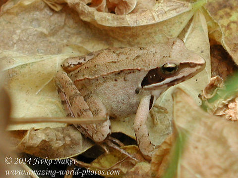 European common brown frog Rana temporaria OLYMPUS DIGITAL CAMERA Animals,Bulgaria,Common frog,Geotagged,Rana temporaria,amphibian,brown frog,common frog,frog