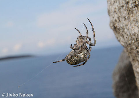 Orb Weaver Spider I upload 3 photos of this nice spider captured last summer in Greece, Sithonia. Photographed from side, top and bottom. I am really confused and cannot ID it. They all look the same for me! Geotagged,Gibbaranea bituberculata,Greece,orb weaver,spider,web spider