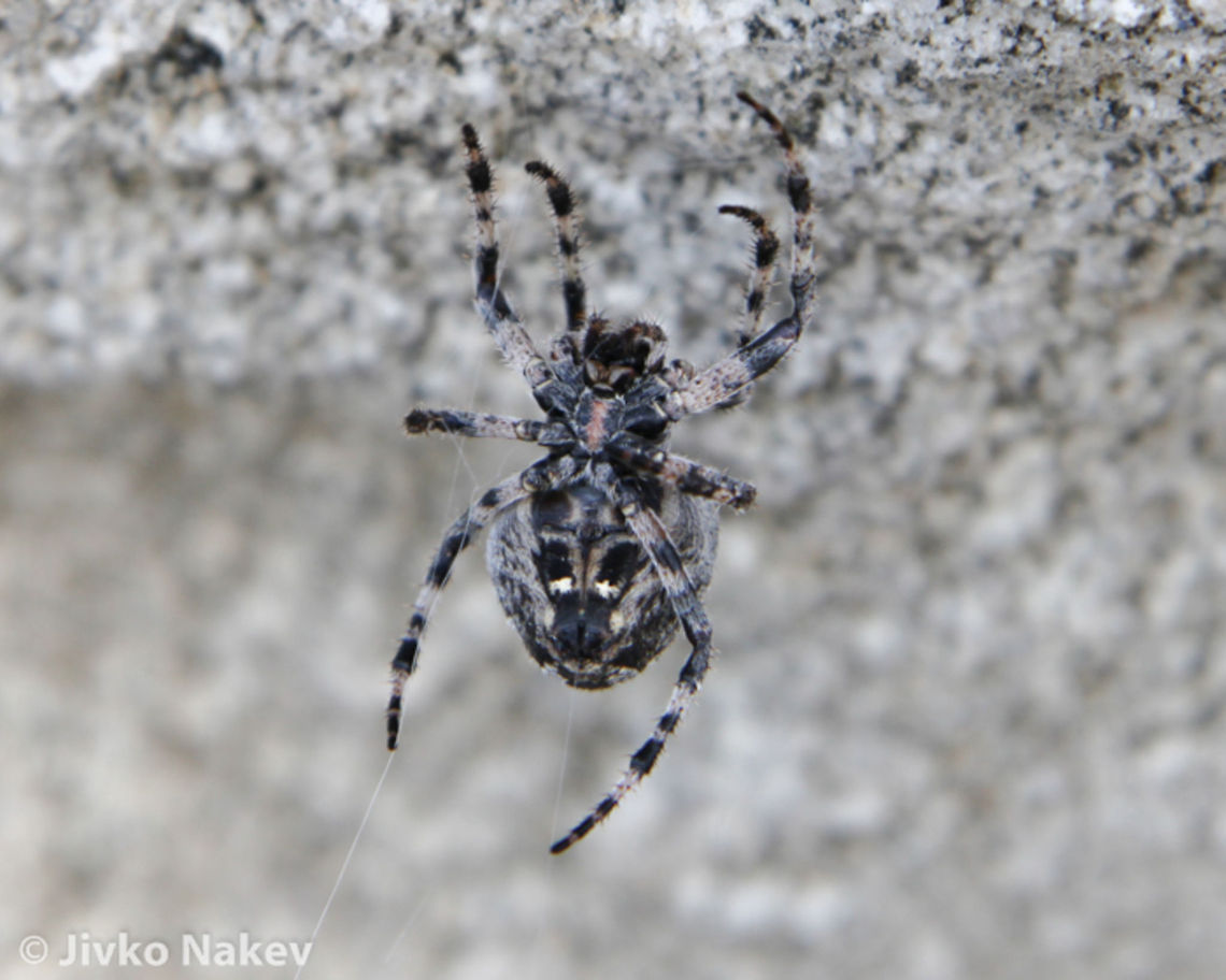 Orb Weaver Spider This is the second photo - the abdomen is well visible. Geotagged,Gibbaranea bituberculata,Greece,orb weaver,spider,web spider