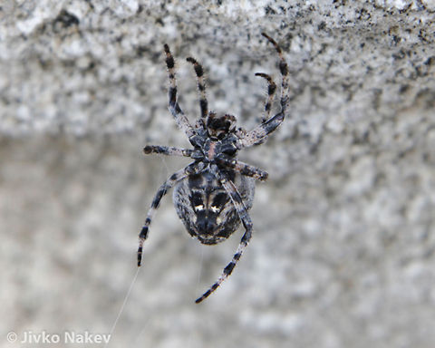Orb Weaver Spider This is the second photo - the abdomen is well visible. Geotagged,Gibbaranea bituberculata,Greece,orb weaver,spider,web spider