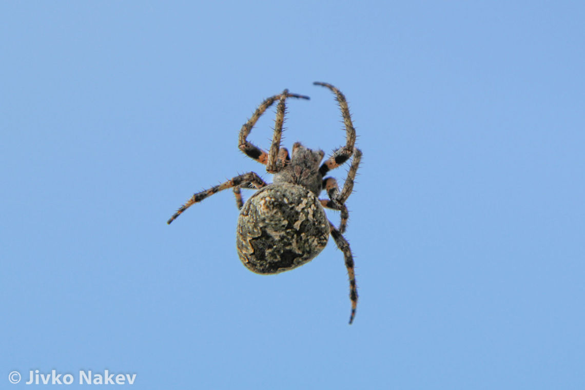 Orb Weaver Spider And the last one. Geotagged,Gibbaranea bituberculata,Greece,orb weaver,spider,web spider