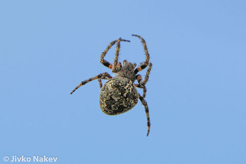 Orb Weaver Spider And the last one. Geotagged,Gibbaranea bituberculata,Greece,orb weaver,spider,web spider