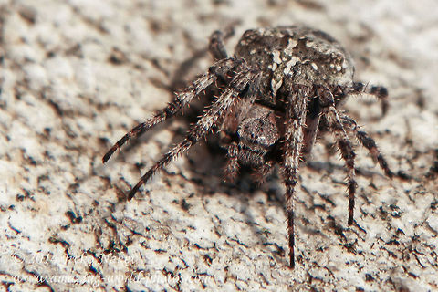 Orb Weaver Spider  Geotagged,Gibbaranea bituberculata,Greece,greece,orb weaver,spider,web spider