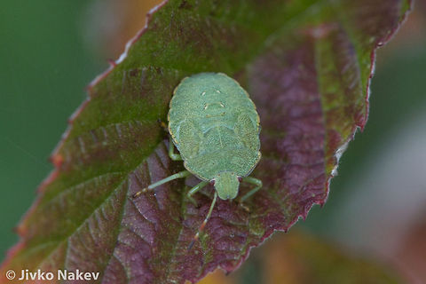 Green Shield Bug - Palomena prasina Green Stink Bug 5th instar nymph -Palomena prasina. Captured in Vitosha mountain, near Sofia. Bulgaria,Geotagged,Green shield bug,Palomena prasina,Pentatominae,hemiptera,heteroptera,insect,true bug