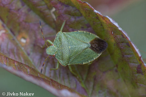 Green Shield Bug - Palomena prasina Green Shield Bug - Palomena prasina Bulgaria,Geotagged,Green Stink Bug,Green shield bug,Green stink bug,Palomena prasina,Pentatominae,green shield bug,hemiptera,heteroptera,insect,true bug