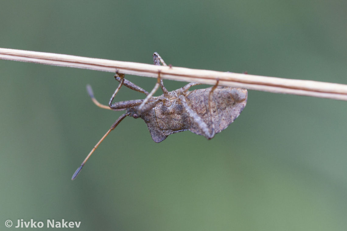 Coreus marginatus Coreidae Bulgaria,Coreus marginatus,Dock bug,Geotagged,hemiptera,heteroptera,insect,true bug