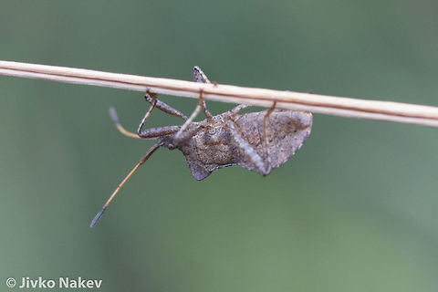 Coreus marginatus Coreidae Bulgaria,Coreus marginatus,Dock bug,Geotagged,hemiptera,heteroptera,insect,true bug
