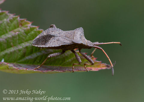 Coreus marginatus Coreidae Bulgaria,Coreus marginatus,Dock bug,Geotagged,hemiptera,heteroptera,insect,true bug