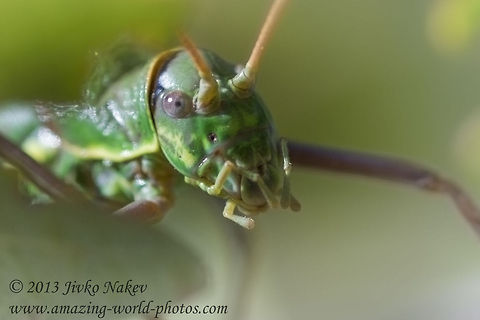 Green Grasshopper Ephippiger  Bulgaria,Ephippiger ephippiger ephippiger,Geotagged,Saddle backed Bush Cricket,bushcricket,compound eye,green grasshopper,saddle,sword-tailed