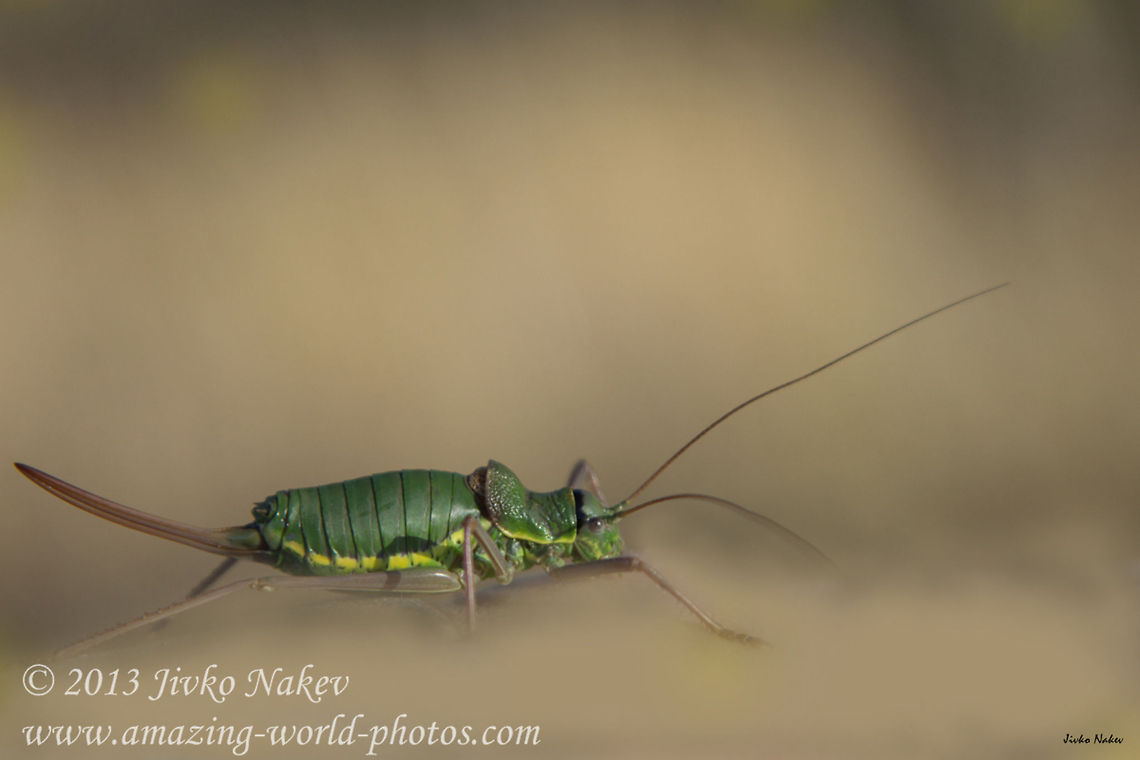 Green Grasshopper Ephippiger I am not able to identify the species.  Bulgaria,Ephippiger ephippiger ephippiger,Geotagged,Saddle backed Bush Cricket,bushcricket,green grasshopper,saddle,sword-tailed