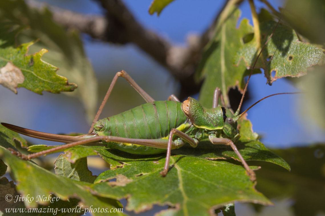 Green Grasshopper Ephippiger sp.  Bulgaria,Ephippiger ephippiger ephippiger,Ephippiger sp.,Geotagged,Saddle backed Bush Cricket,bushcricket,green grasshopper,saddle-backed bush cricket,sword-tailed