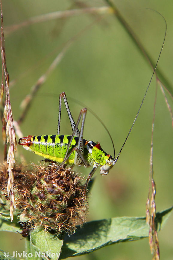 Long-horned Katydid Tettigonid Long-horned Katydid Tettigonid Bulgaria,Geotagged,Long-horned Katydid,Poecilimon thoracicus,Tettigonid,bush-cricket,insect